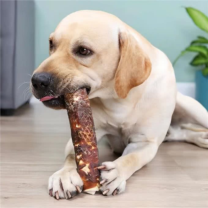 狗狗口腔护理，如何给狗狗刷牙?