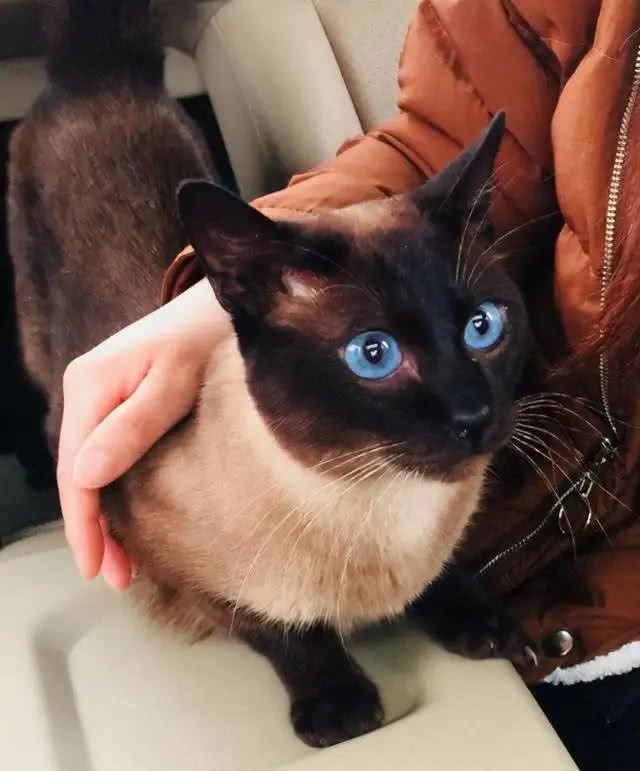 养猫!我劝你养泰国暹罗猫