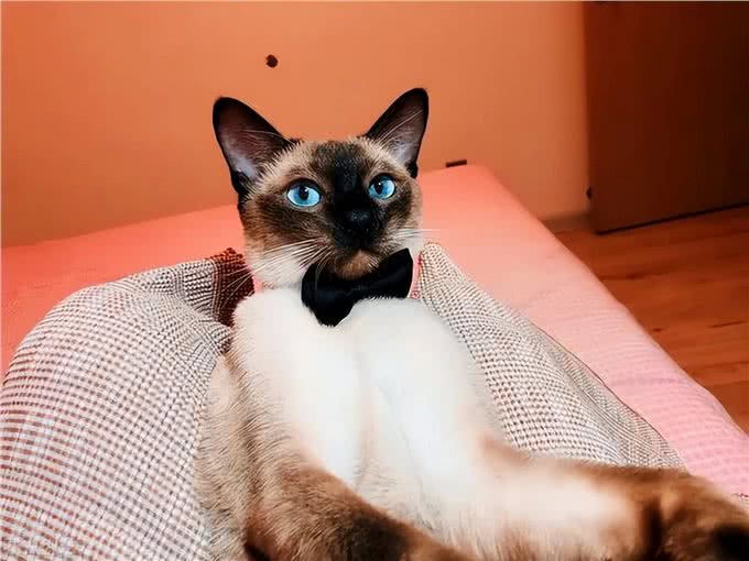 养猫!我劝你养泰国暹罗猫