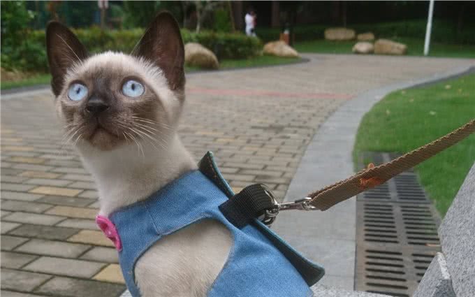 养猫!我劝你养泰国暹罗猫