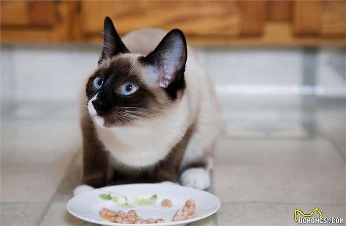 养猫!我劝你养泰国暹罗猫