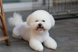 比熊犬好养吗?看看它的优缺点，就知道答案了