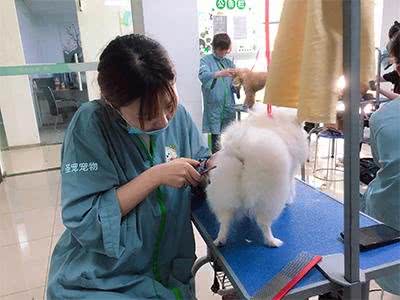 宠物美容怎么学