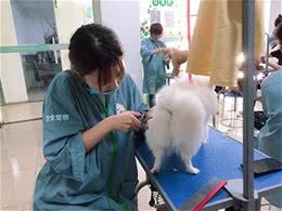 宠物美容怎么学