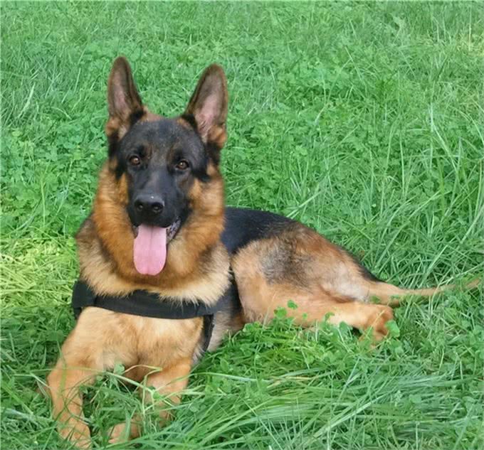 纯种德国牧羊犬辨别方法，买之前一定要看