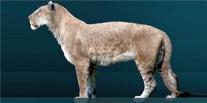 为什么只有大型的猫科动物，而没有大型犬科动物?
