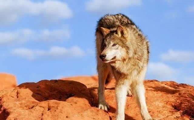 为什么只有大型的猫科动物，而没有大型犬科动物?