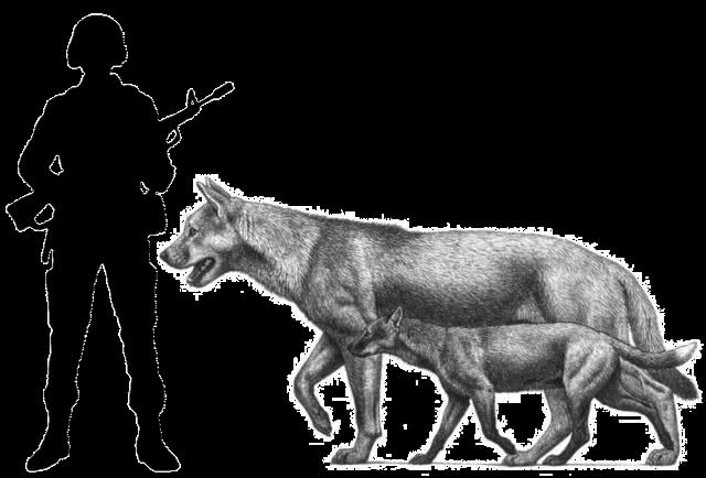 为什么只有大型的猫科动物，而没有大型犬科动物?