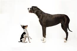 为什么只有大型的猫科动物，而没有大型犬科动物?