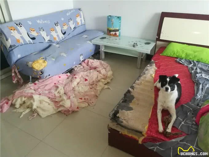 养狗的8大好处，你知道吗?难怪那么多人喜欢养狗