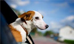 狗狗坐车，你让它坐在哪个位置上?