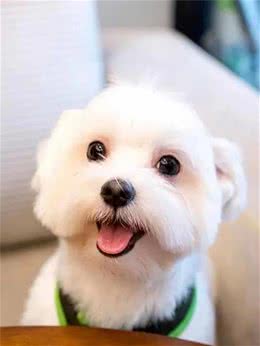 关于狗狗心脏病，希望养狗人都能了解!