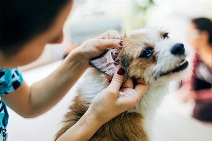 狗狗外耳炎频发，这些原因你知道吗?高危犬种及症状详解!