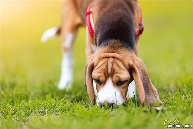 狗狗外耳炎频发，这些原因你知道吗?高危犬种及症状详解!