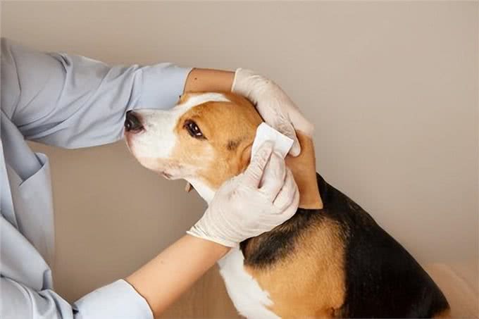 狗狗外耳炎频发，这些原因你知道吗?高危犬种及症状详解!