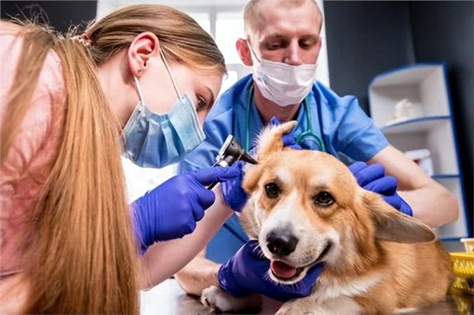狗狗外耳炎频发，这些原因你知道吗?高危犬种及症状详解!