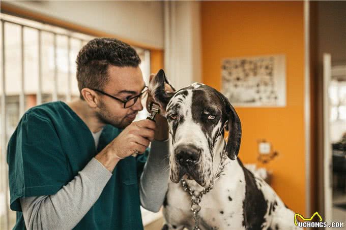 狗狗外耳炎频发，这些原因你知道吗?高危犬种及症状详解!