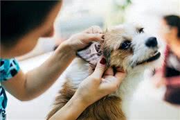 狗狗外耳炎频发，这些原因你知道吗?高危犬种及症状详解!