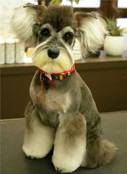 这么多年，我终于找到了雪纳瑞少人养的原因