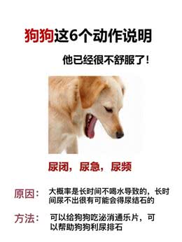 狗狗这几个动作说明它已经不舒服啦