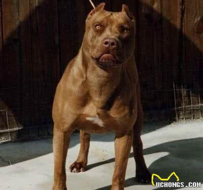 盘点世界各方面最优秀的犬，个个都是犬中之王