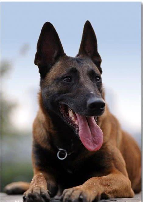 盘点世界各方面最优秀的犬，个个都是犬中之王