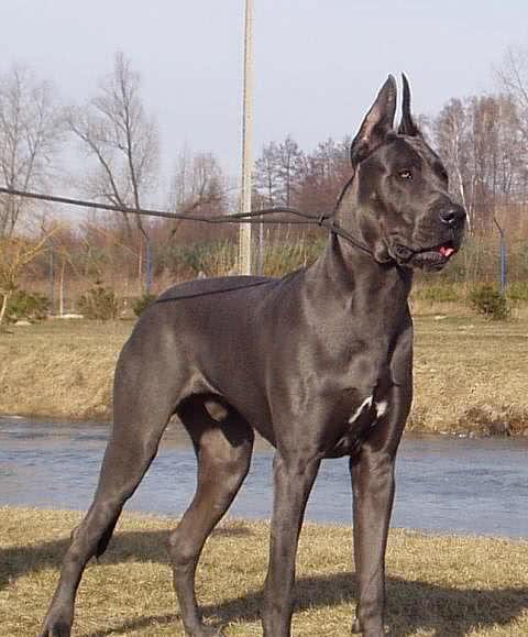盘点世界各方面最优秀的犬，个个都是犬中之王