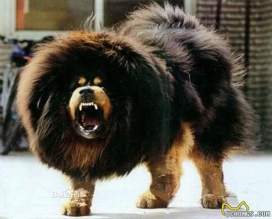 盘点世界各方面最优秀的犬，个个都是犬中之王