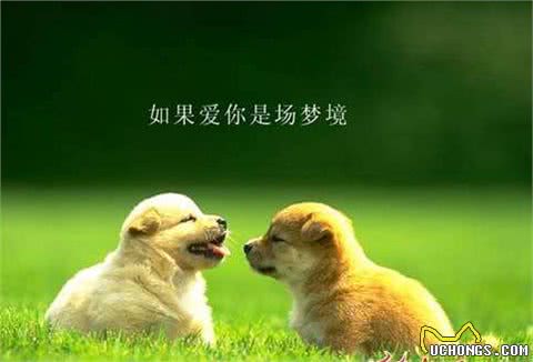 公狗和母狗之间，是如何配种的?