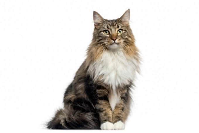 长毛猫种TOP5，你心动了吗?