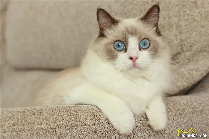 长毛猫种TOP5，你心动了吗?