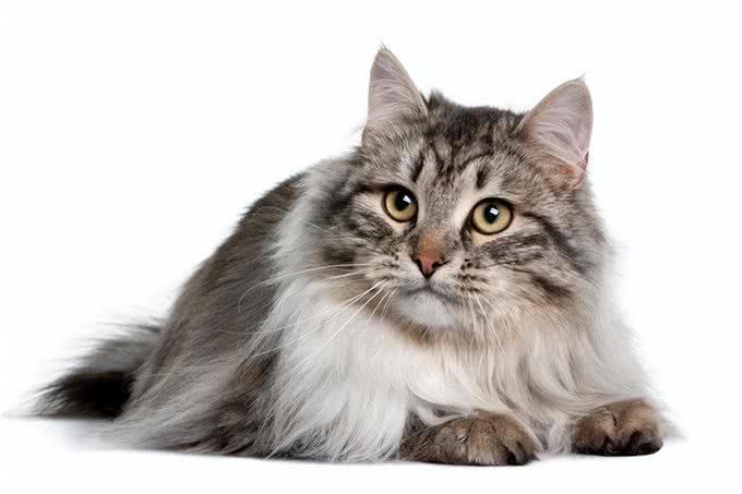 长毛猫种TOP5，你心动了吗?