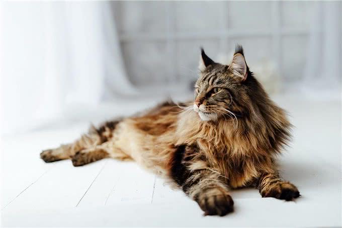 长毛猫种TOP5，你心动了吗?