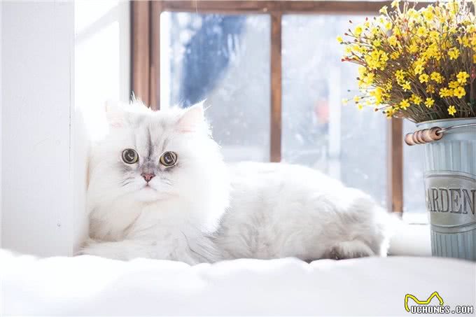 长毛猫种TOP5，你心动了吗?