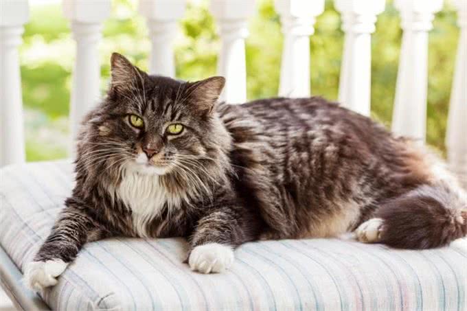 长毛猫种TOP5，你心动了吗?