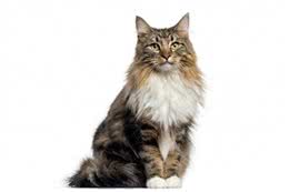 长毛猫种TOP5，你心动了吗?