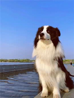 边牧惹人嫌的原因，无非是这几个