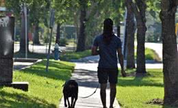 遛狗的时候应该注意什么?