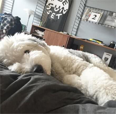 有着飘逸毛发的古牧，剪毛后完全变了个犬种，这样你还认识吗?