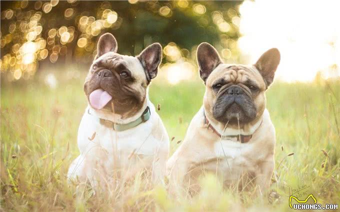 法国斗牛犬这3点，被称为狗缘最差的狗