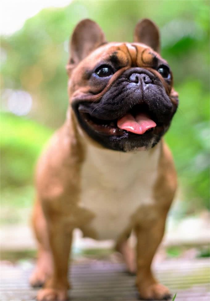 法国斗牛犬这3点，被称为狗缘最差的狗
