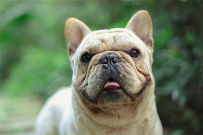 法国斗牛犬这3点，被称为狗缘最差的狗