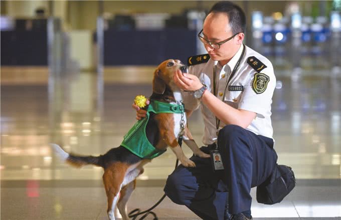 这5年我的获得感|这位对狗过敏的铲屎官让检疫犬闻名机场
