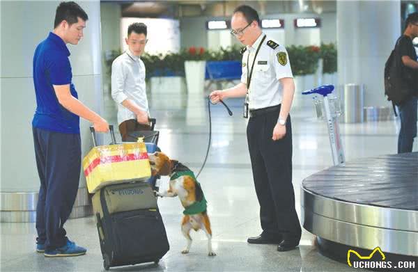 这5年我的获得感|这位对狗过敏的铲屎官让检疫犬闻名机场