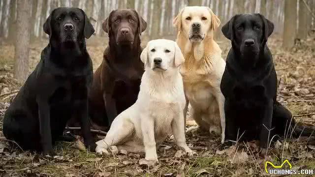 拉布拉多犬的性格特点