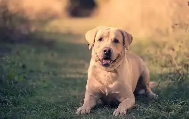 拉布拉多犬的性格特点