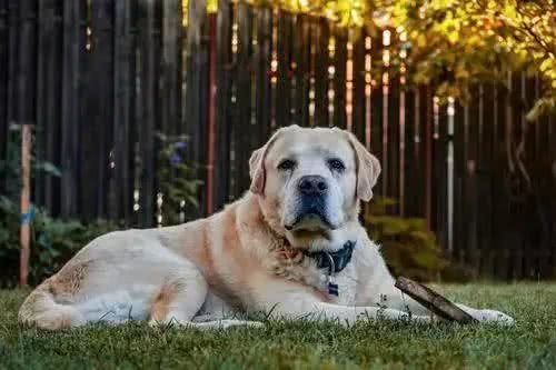 拉布拉多犬的性格特点