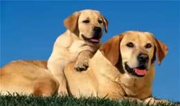 拉布拉多犬的性格特点