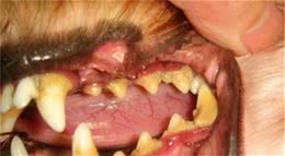 你对于狗狗的牙病真的了解吗?进来看看吧!