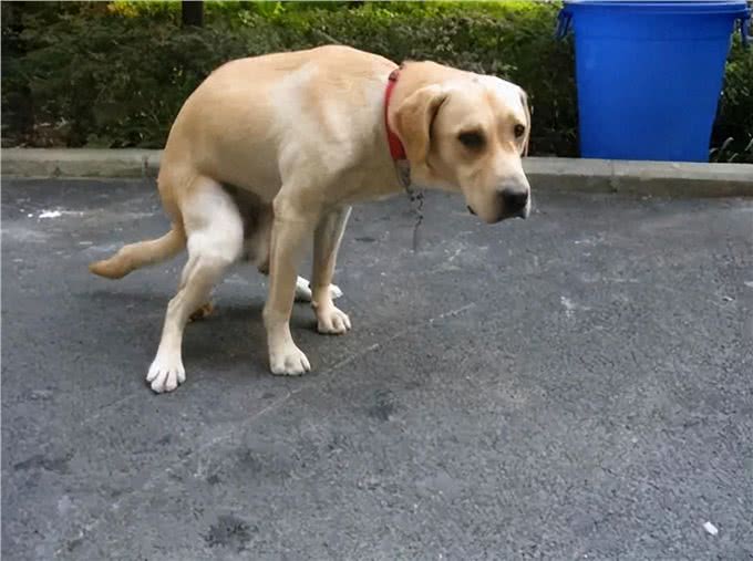 为什么狗狗要在排便前转圈圈，它们是在进行某种仪式吗?